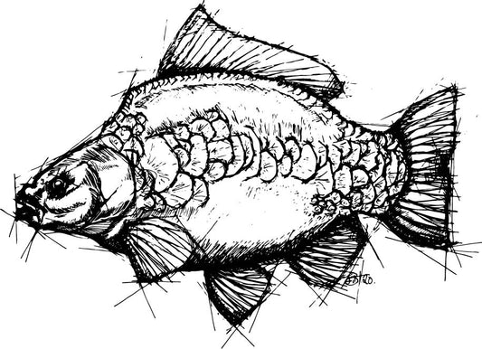 Carp Sketch Sticker